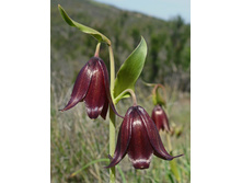 ������ �������