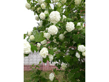 ������ ���������