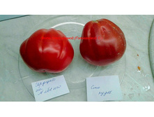 �������� �� ������� � ��� �����, �����