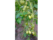 �������� �������, ���