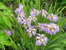 ���� Rikugi Sakura ���� 4��  100�.