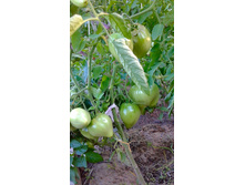 ������, �������