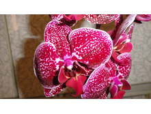 ���������� -