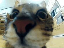 D4f806e05171.gif