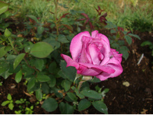 ������ ������ (2).JPG