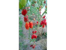 ��������� ��������, �����