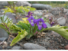 ������ ���������