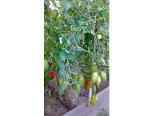 ������� �������, ���