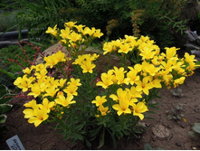 ��� ������