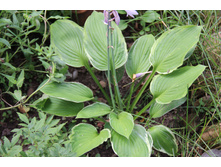 ����� ���� ���������� (�ϣ ����)