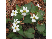 Viola canadensis