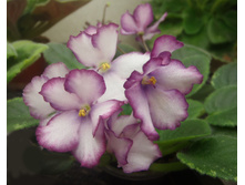 ��-������ ������.jpg