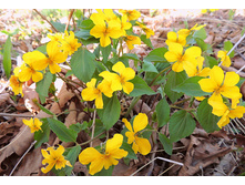 ������ ���������