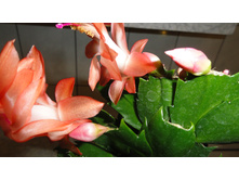 DSC03310 - �����.JPG