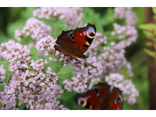 ������ (�ϣ ����)