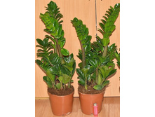 ������������ �����