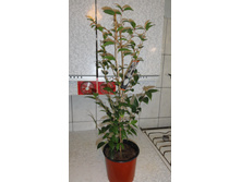 ������� ����� - ����� ���� ������� ���