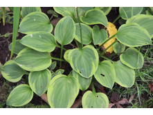 ����� ������ ����� (�ϣ ����)