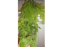 ���������� ���������� - ���� ..