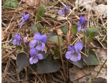 ������ ��������