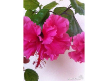 57c553096e930 973610872.jpg