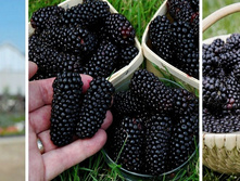 ������� ������ ���� �2 �20 256�