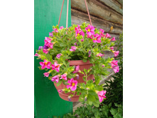 IMG 20180804 170616.jpg