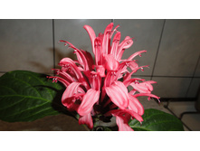 DSC03375 - �����.JPG