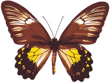 Mc1005 20�30 ���� 240 � �������.jpg