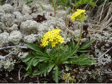 �������� ���������