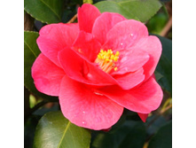 ������� ���� �������