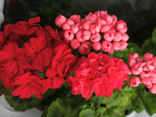 ���� Magnus, Red Pandora, Kenny's Double