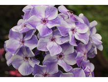 ����� ����� (�� 19�)*