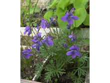 ������ ���������������