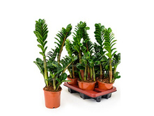 ������������ ����� - 1200 ���