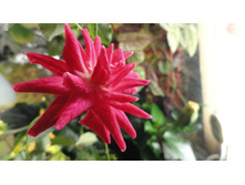 DSC03509 - �����.JPG