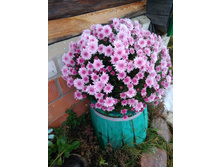 IMG 20181026 150105.jpg