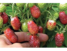 ���������� �������