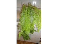 ���������� ���������� - ���� ..