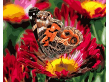 Gx5727 40�50 348 �.jpg