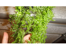 ���������� ����������