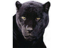 Lzg052 ��� ���������� ���� 838 �.jpg