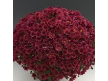 ���������� Branroyal Purple .jpg