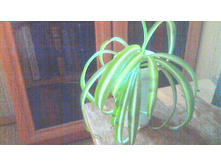 ���������� ��������(�����)