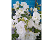 ������������ ������� Tumbelina Diana -45�.jpg