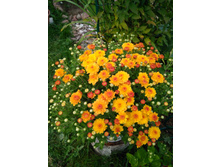 IMG 20180902 152826.jpg