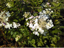 IMG 20180802 161848.jpg