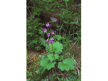 ������� ���������