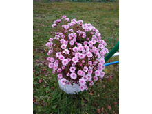 IMG 20181026 150245.jpg