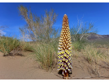 �������� ������������